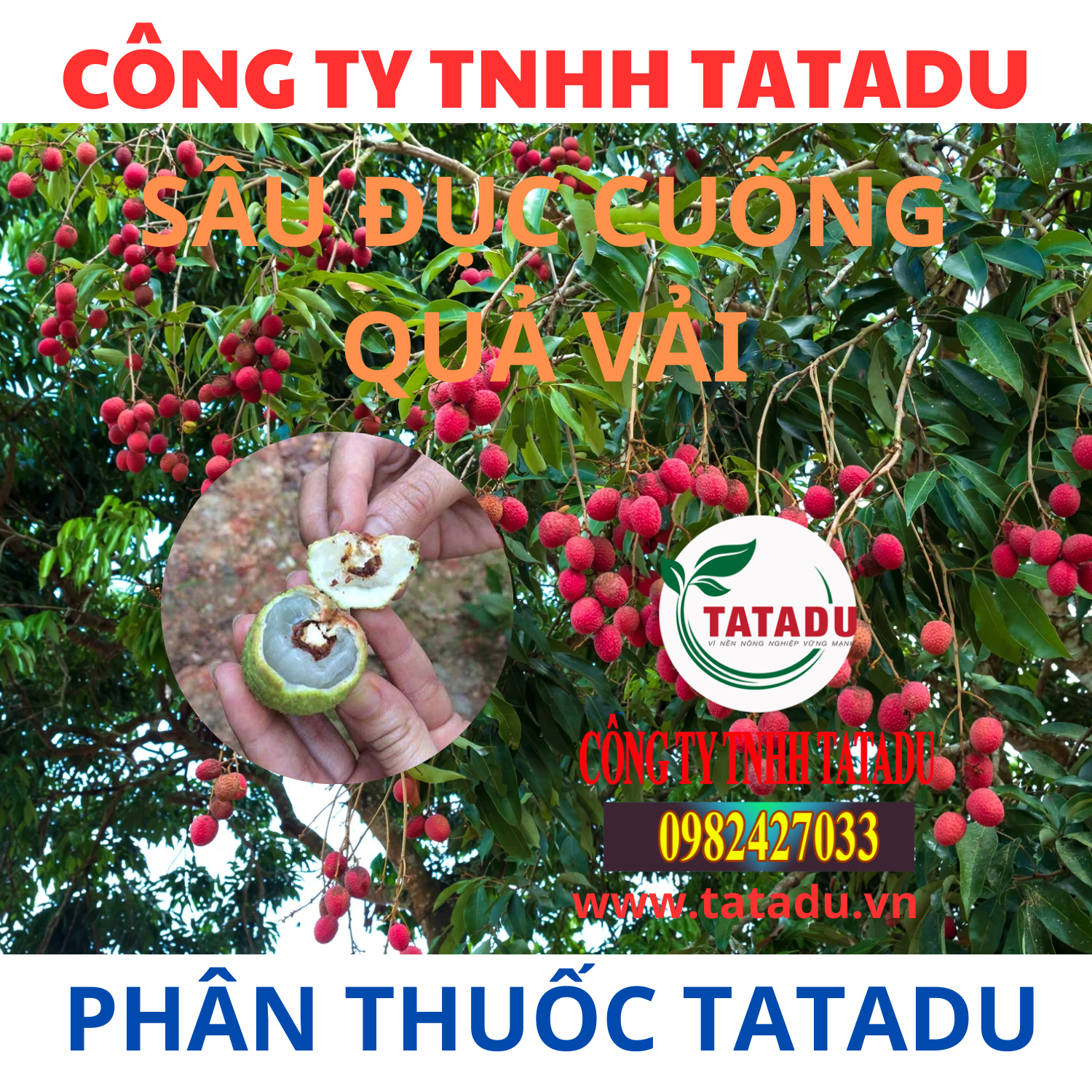 SAU DUC CUONG QUA VAI