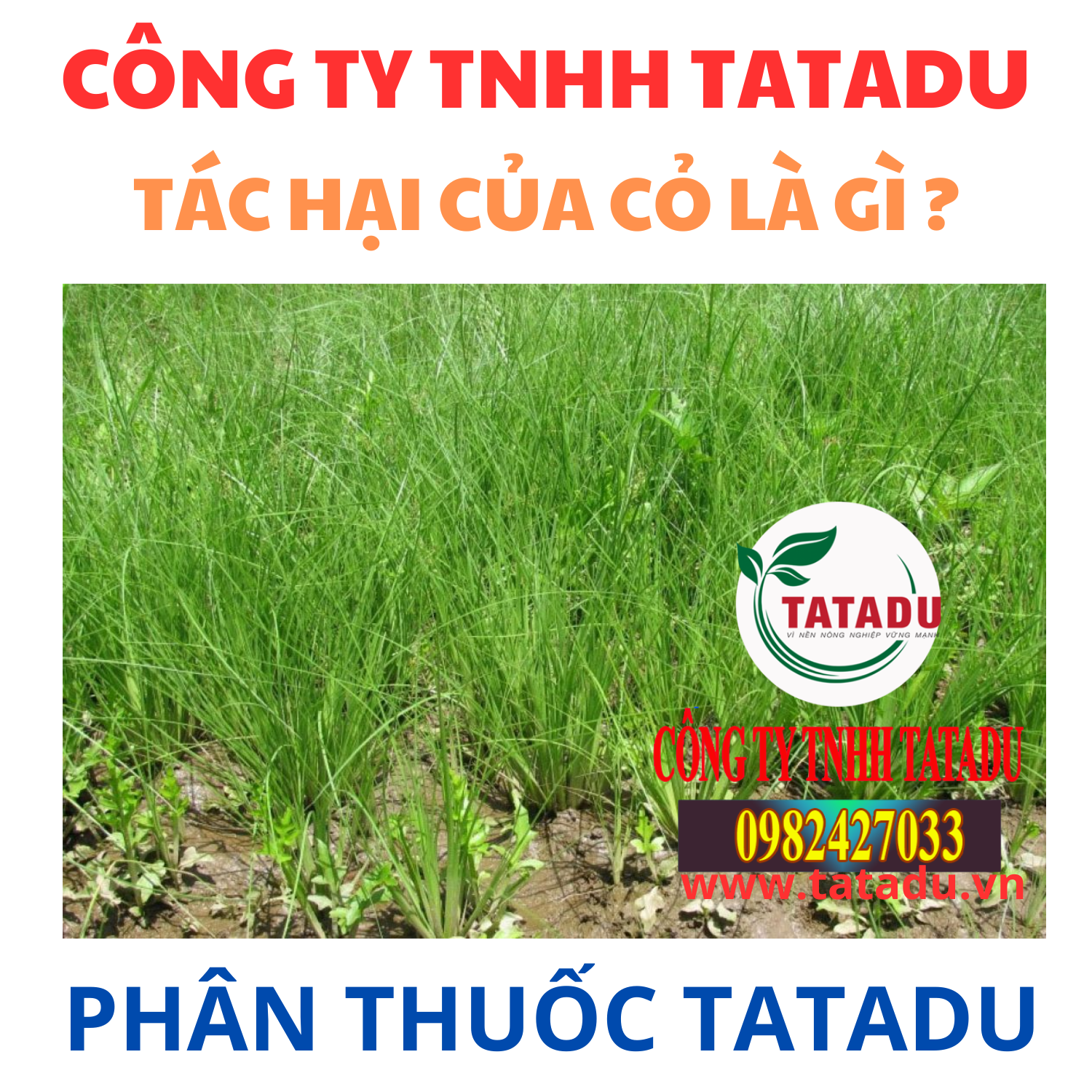 TAC HAI CUA CO LA GI