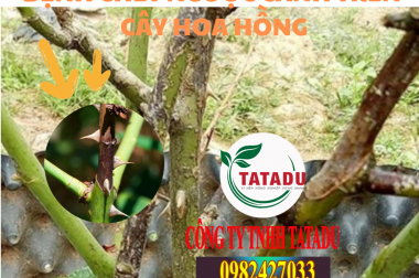 BỆNH CHẾT NGƯỢC CÀNH CÂY HOA HỒNG, BIỆN PHÁP XỬ LÝ
