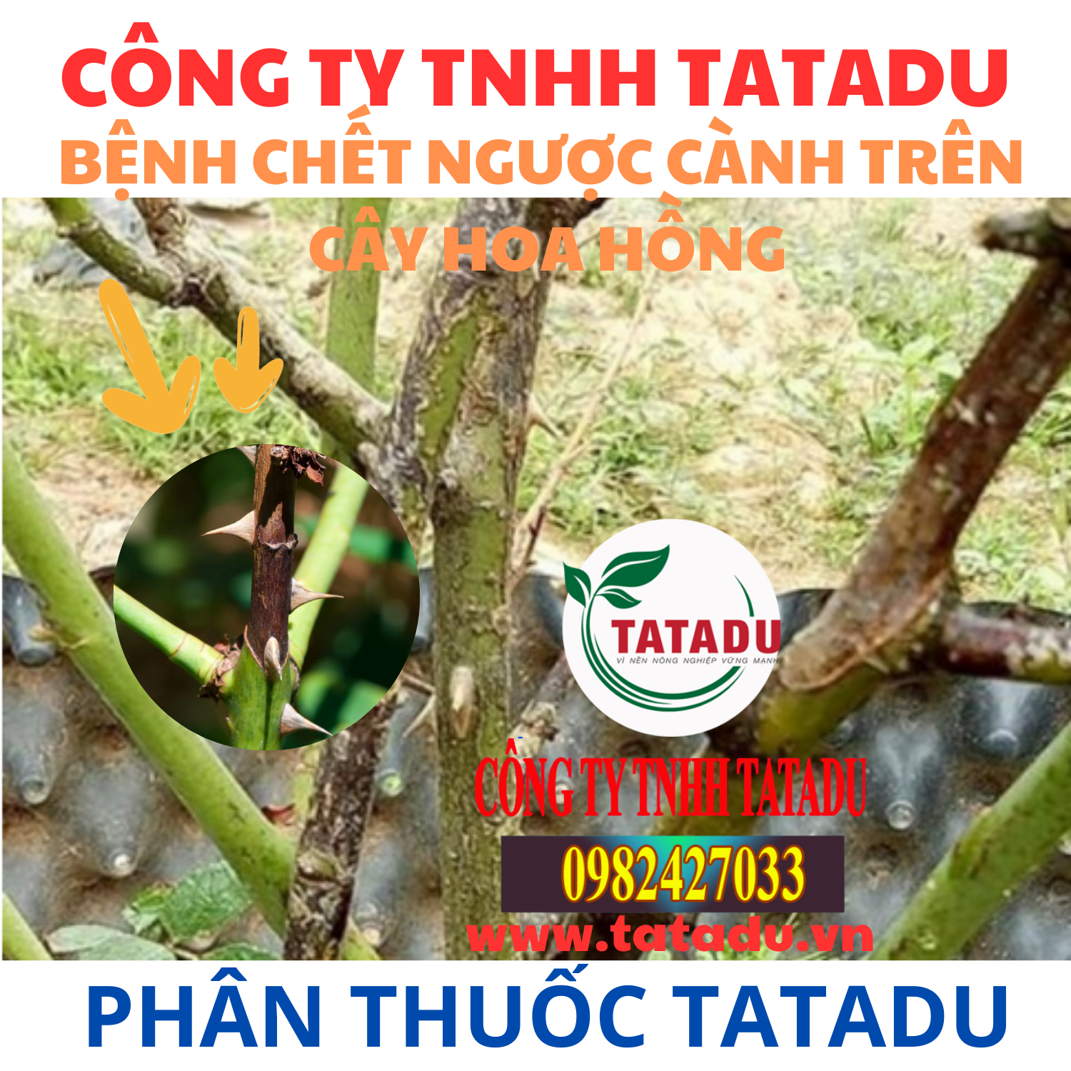 BENH CHET NGUOC CANH TREN CAY HOA HONG
