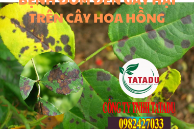 BỆNH ĐỐM ĐEN GÂY HẠI TRÊN CÂY HOA HỒNG, BIỆN PHÁP XỬ LÝ