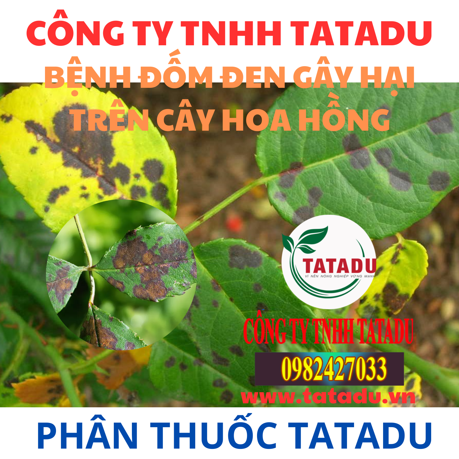 BENH DOM DEN GAY HAI TREN CAY HOA HONG