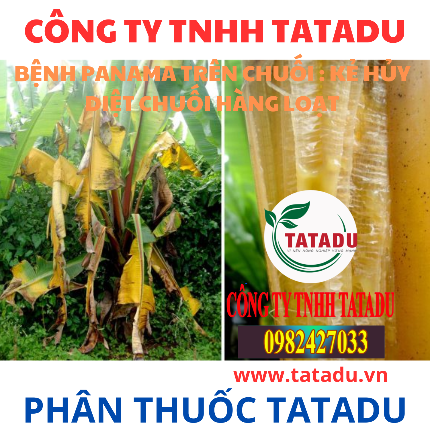 BENH PANAMA TREN CHUOI KE HUY DIET CHUOI HANG LOAT