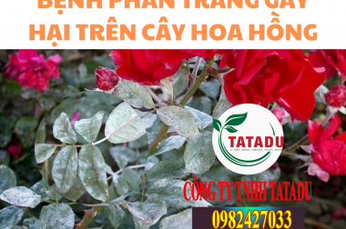 BỆNH PHẤN TRẮNG TRÊN CÂY HOA HỒNG, BIỆN PHÁP PHÒNG TRỪ