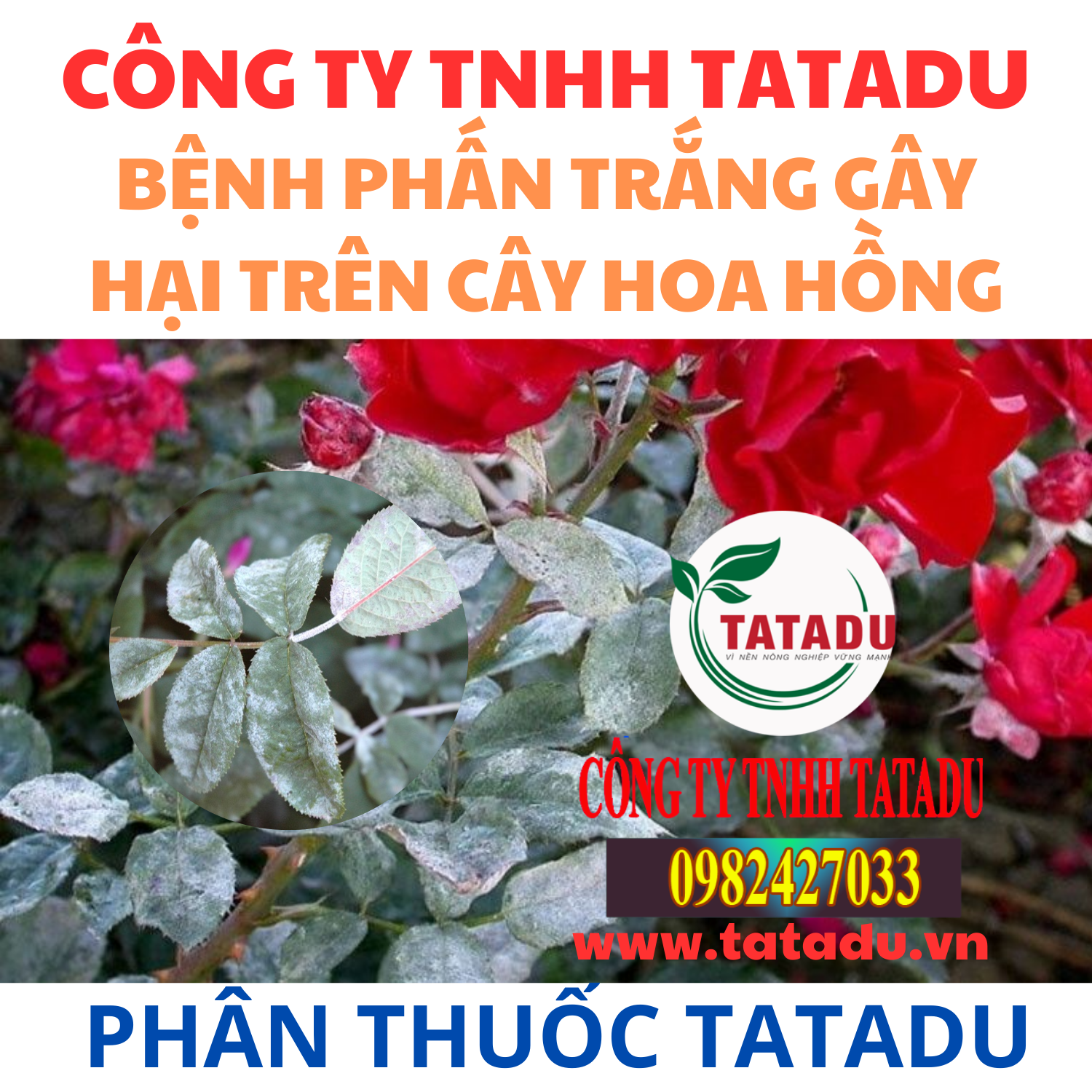 BENH PHAN TRANG GAY HAI TREN CAY HOA HONG BENH PHAN TRANG GAY HAI TREN CAY HOA HONG
