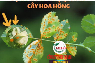 BỆNH RỈ SẮT GÂY HẠI TRÊN CÂY HOA HỒNG, BIỆN PHÁP XỬ LÝ