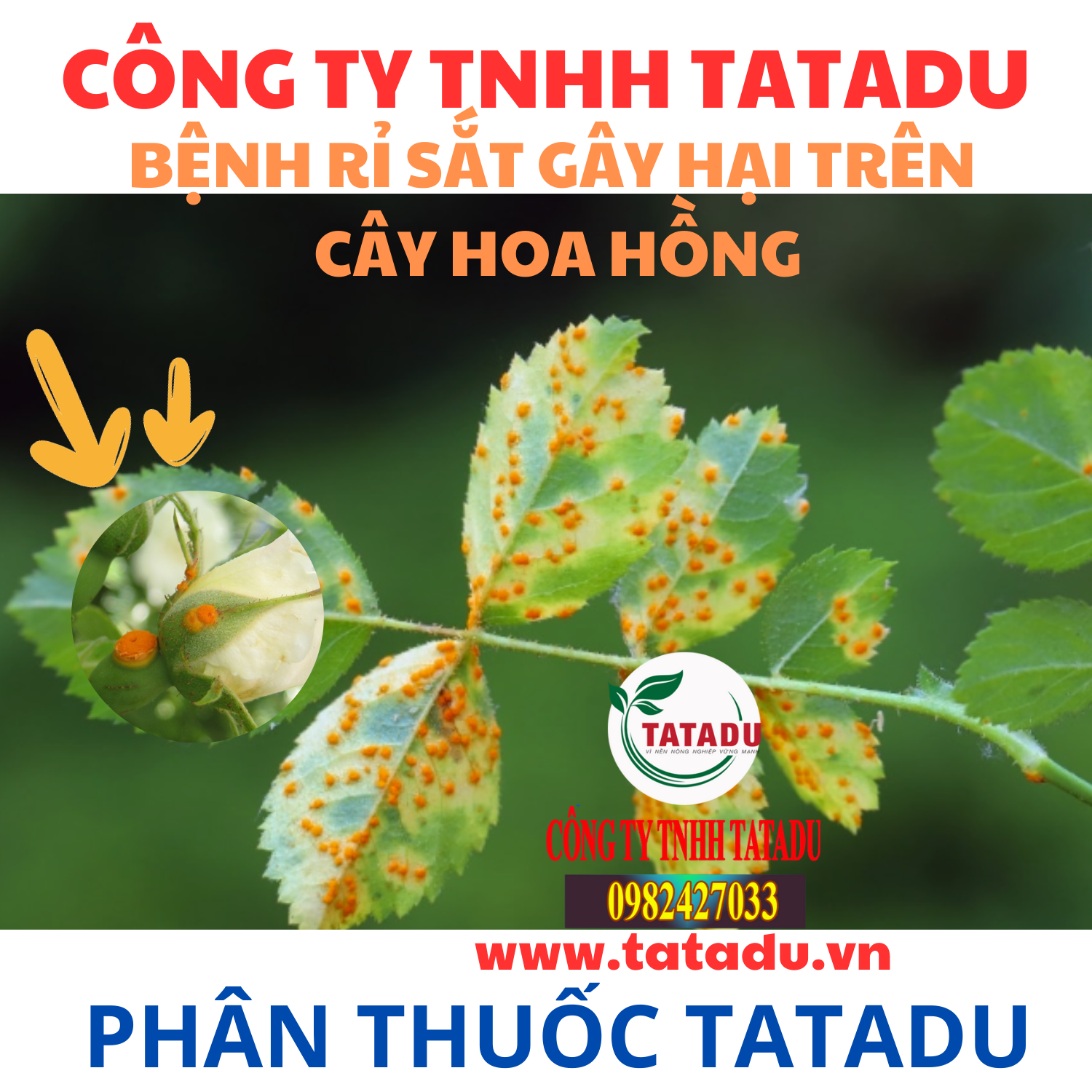 BENH RI SAT GAY HAI TREN CAY HOA HONG