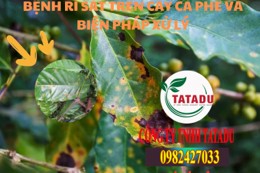 BỆNH RỈ SẮT TRÊN CÂY CÀ PHÊ VÀ BIỆN PHÁP XỬ LÝ