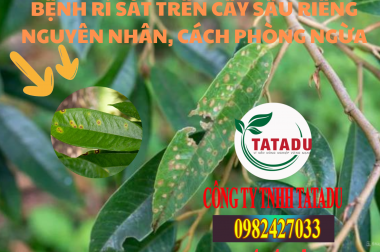 BỆNH RỈ SẮT TRÊN CÂY SẦU RIÊNG: NGUYÊN NHÂN, CÁCH PHÒNG NGỪA