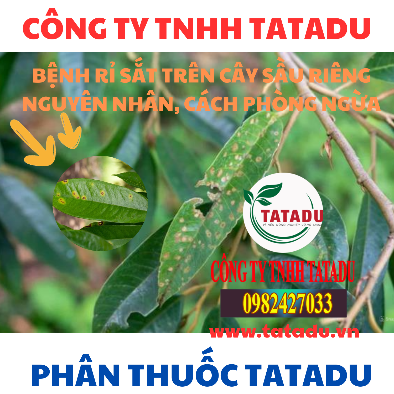 BENH RI SAT TREN CAY SAU RIENG NGUYEN NHAN CACH PHONG NGUA