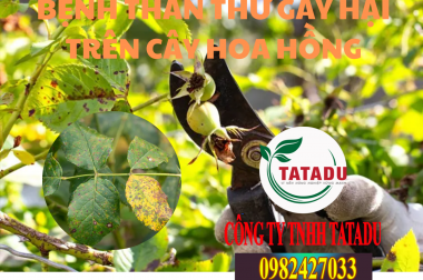 BỆNH THÁN THƯ GÂY HẠI TRÊN CÂY HOA HỒNG, BIỆN PHÁP PHÒNG TRỪ