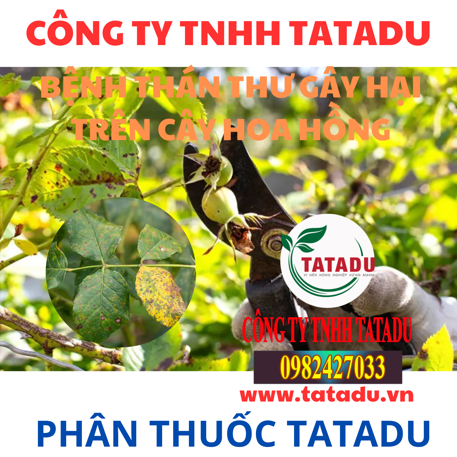 BENH THAN THU GAY HAI TREN CAY HOA HONG