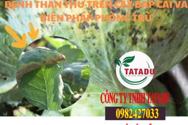 BỆNH THÁN THƯ TRÊN CÂY BẮP CẢI VÀ BIỆN PHÁP PHÒNG TRỪ