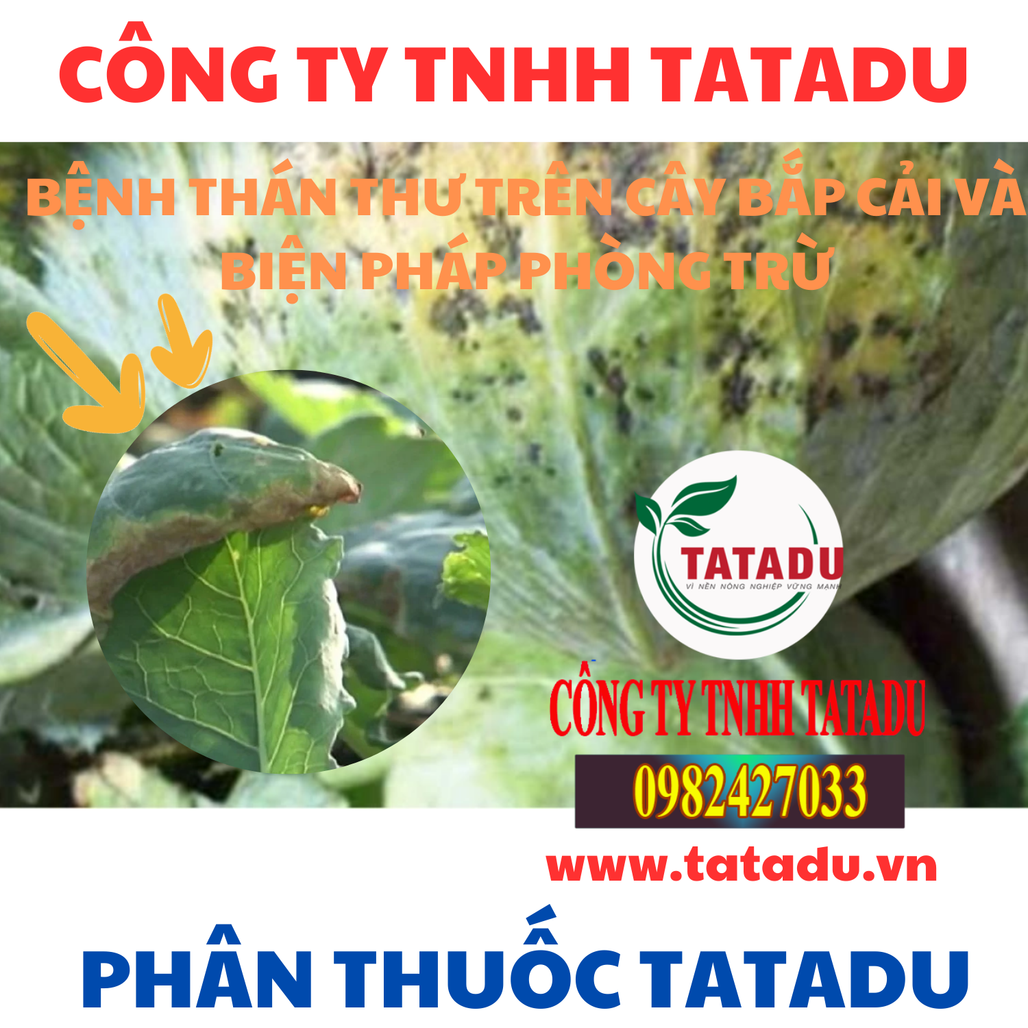 BENH THAN THU TREN CAY BAP CAI VA BIEN PHAP PHONG TRU