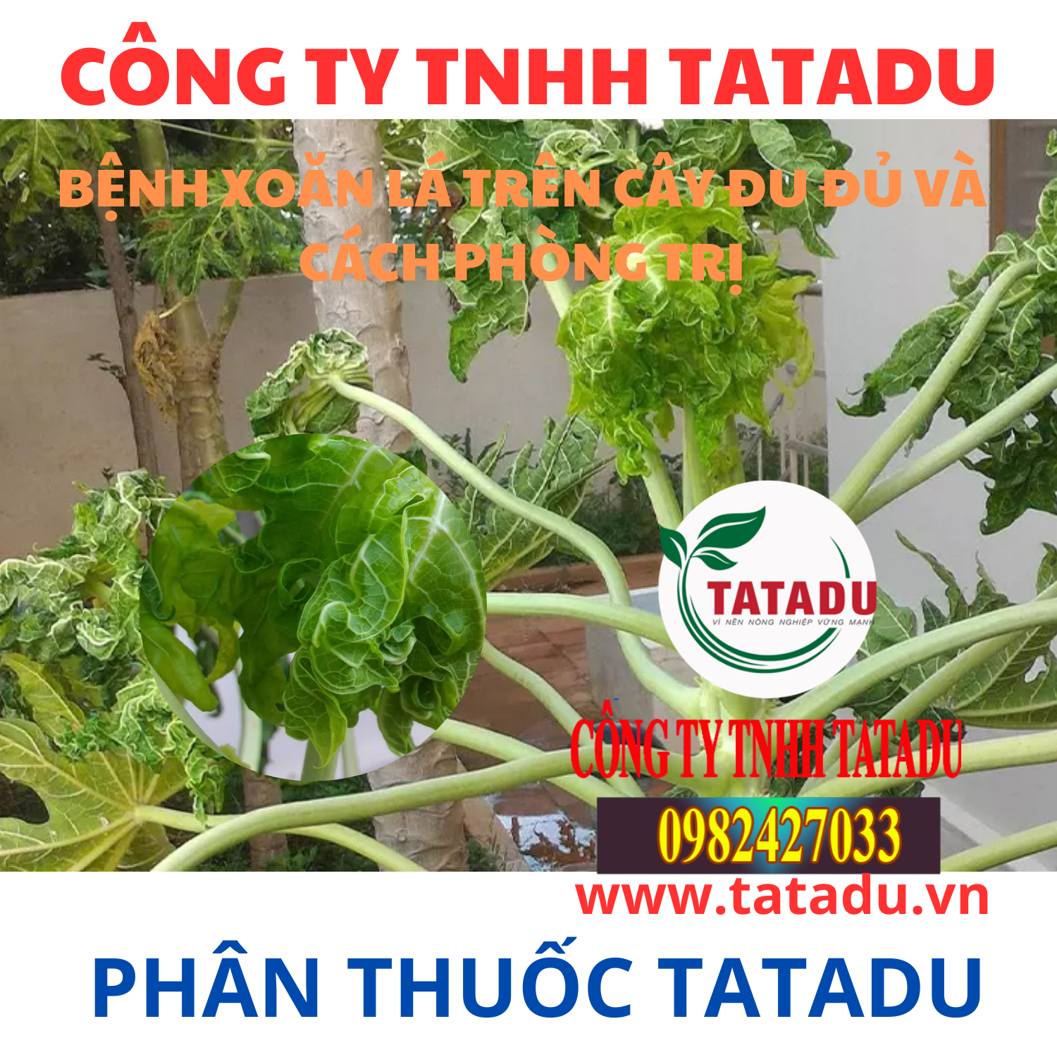 BENH XOAN LA TREN CAY DU DU VA CACH PHONG TRI