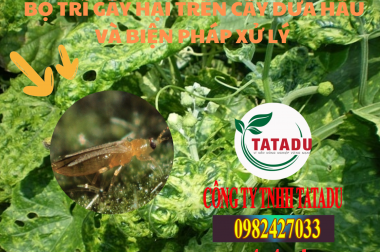 BỌ TRĨ GÂY HẠI TRÊN CÂY DƯA HẤU VÀ BIỆN PHÁP XỬ LÝ