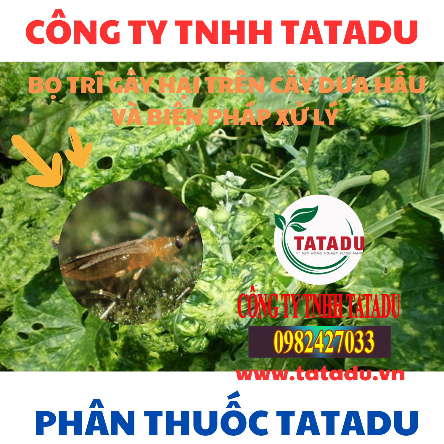 BO TRI GAY HAI TREN CAY DUA HAU VA BIEN PHAP XU LY