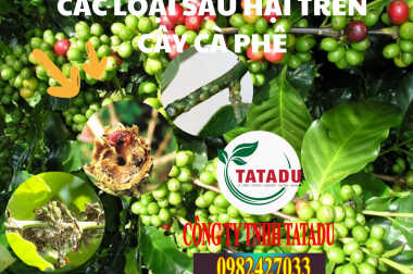 SÂU HẠI TRÊN CÂY CÀ PHÊ VÀ BIỆN PHÁP XỬ LÝ