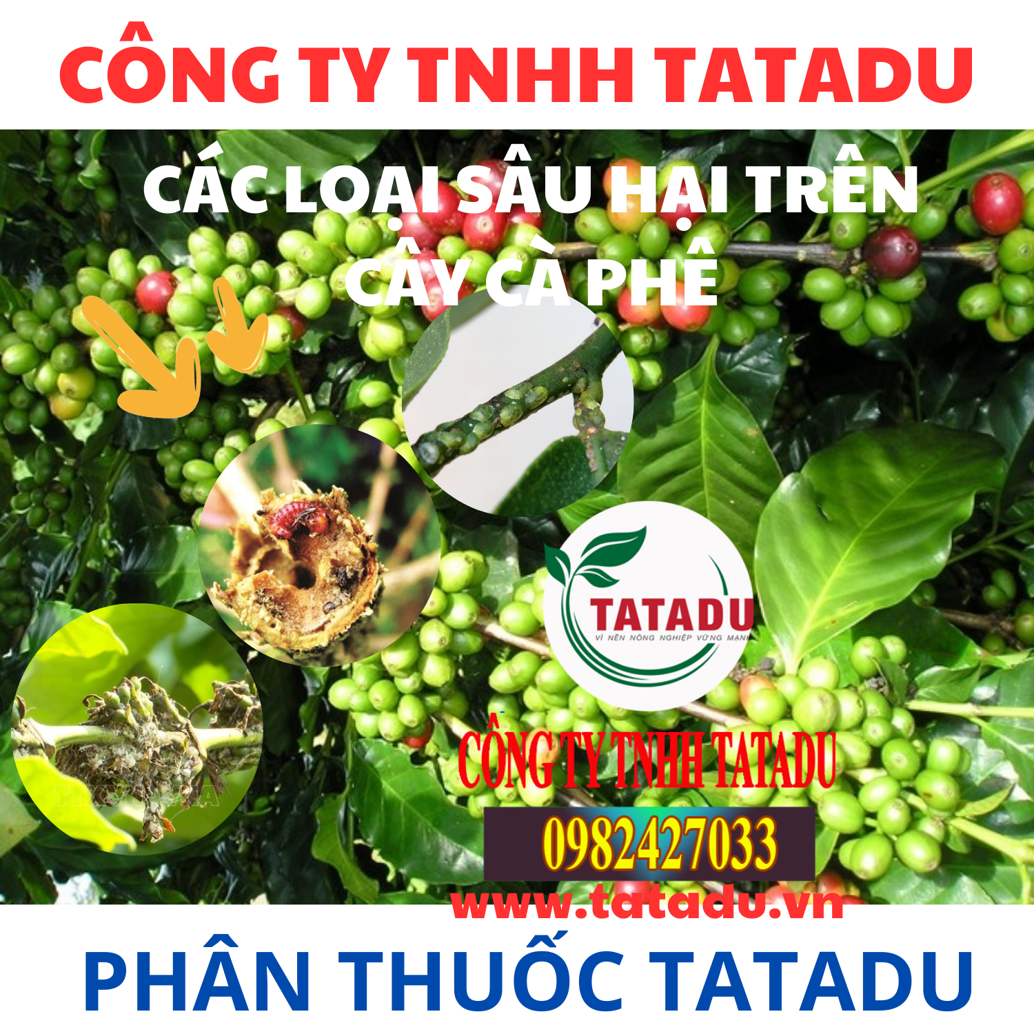 CAC LOAI SAU HAI TREN CAY CA PHE CAC LOAI SAU HAI TREN CAY CA PHE