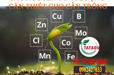 CÁC NGUYÊN TỐ VI LƯỢNG CẦN THIẾT CHO CÂY TRỒNG