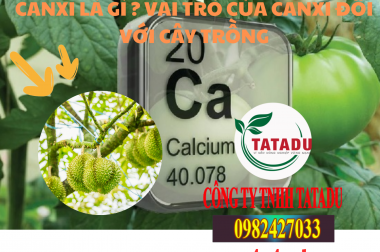 CANXI LÀ GÌ ? VAI TRÒ CỦA CANXI ĐỐI VỚI CÂY TRỒNG