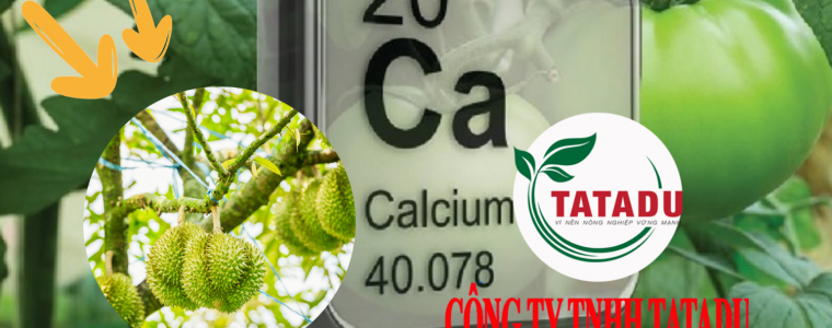 CANXI LA GI VAI TRO CUA CANXI DOI VOI CAY TRONG