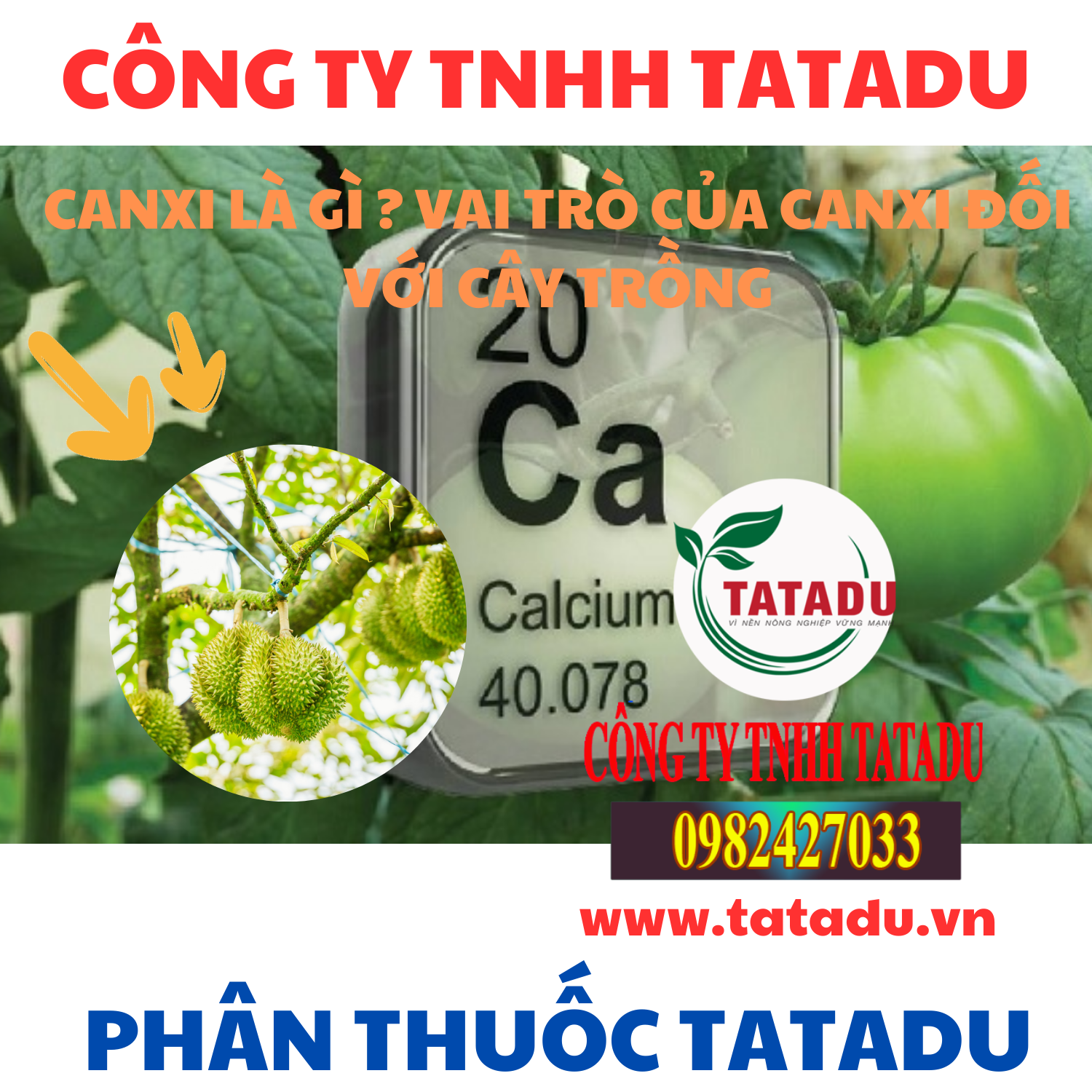 CANXI LA GI VAI TRO CUA CANXI DOI VOI CAY TRONG