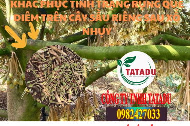 KHẮC PHỤC TÌNH TRẠNG RỤNG QUE DIÊM TRÊN CÂY SẦU RIÊNG SAU XỔ NHỤY