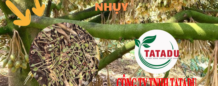 KHAC PHUC TINH TRANG RUNG QUE DIEM TREN CAY SAU RIENG SAU XO NHUY
