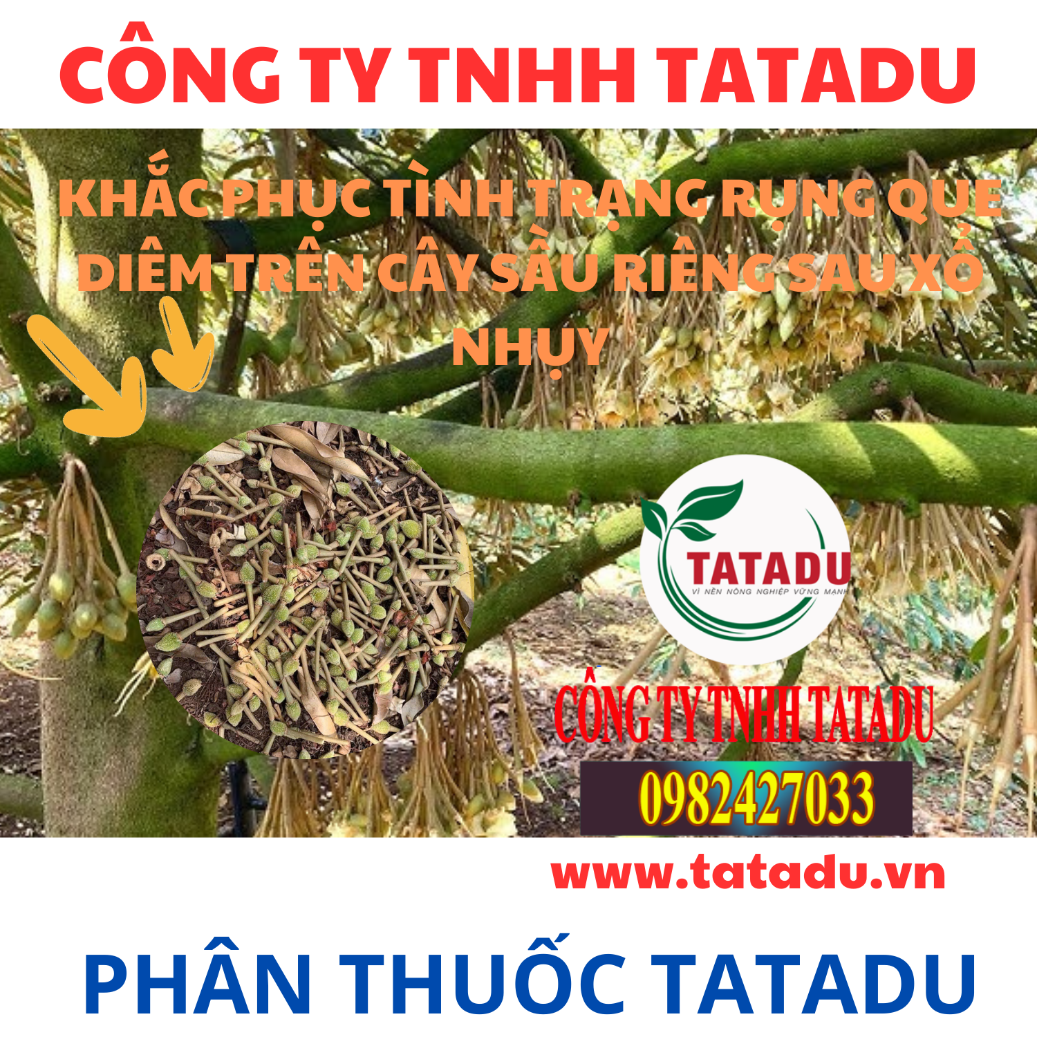 KHAC PHUC TINH TRANG RUNG QUE DIEM TREN CAY SAU RIENG SAU XO NHUY
