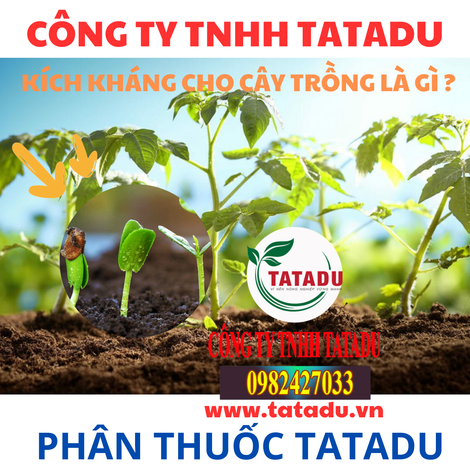 KICH KHANG CHO CAY TRONG LA GI