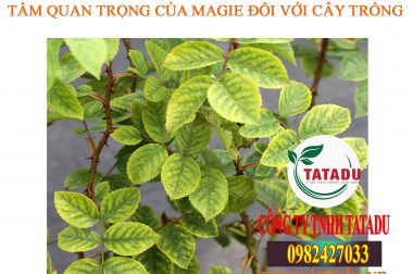 MAGIE LÀ GÌ ? TẦM QUAN TRỌNG CỦA MAGIE ĐỐI VỚI CÂY TRỒNG