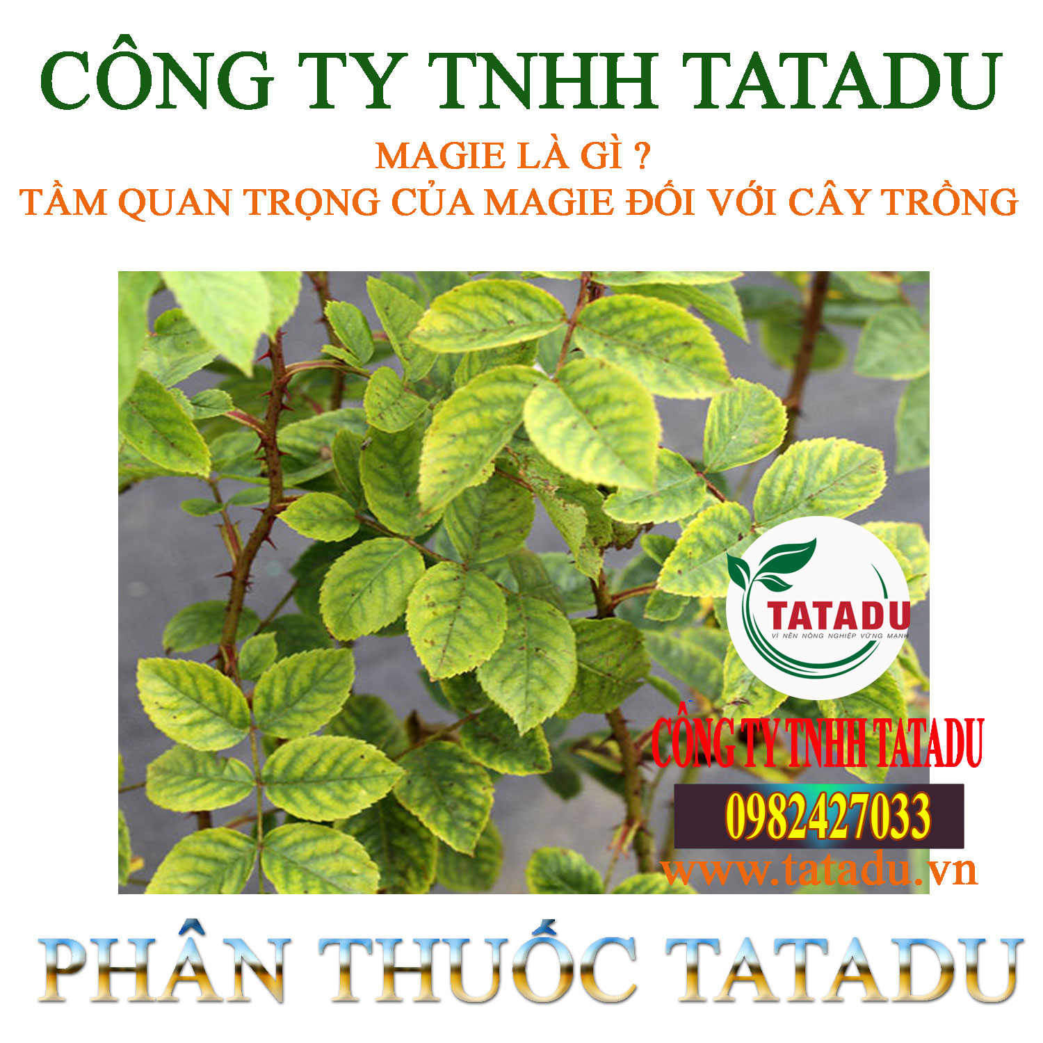 MAGIE LA GI TAM QUAN TRONG CUA MAGIE DOI VOI CAY TRONG