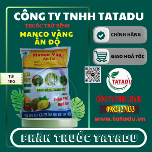 MANCO VANG AN DO