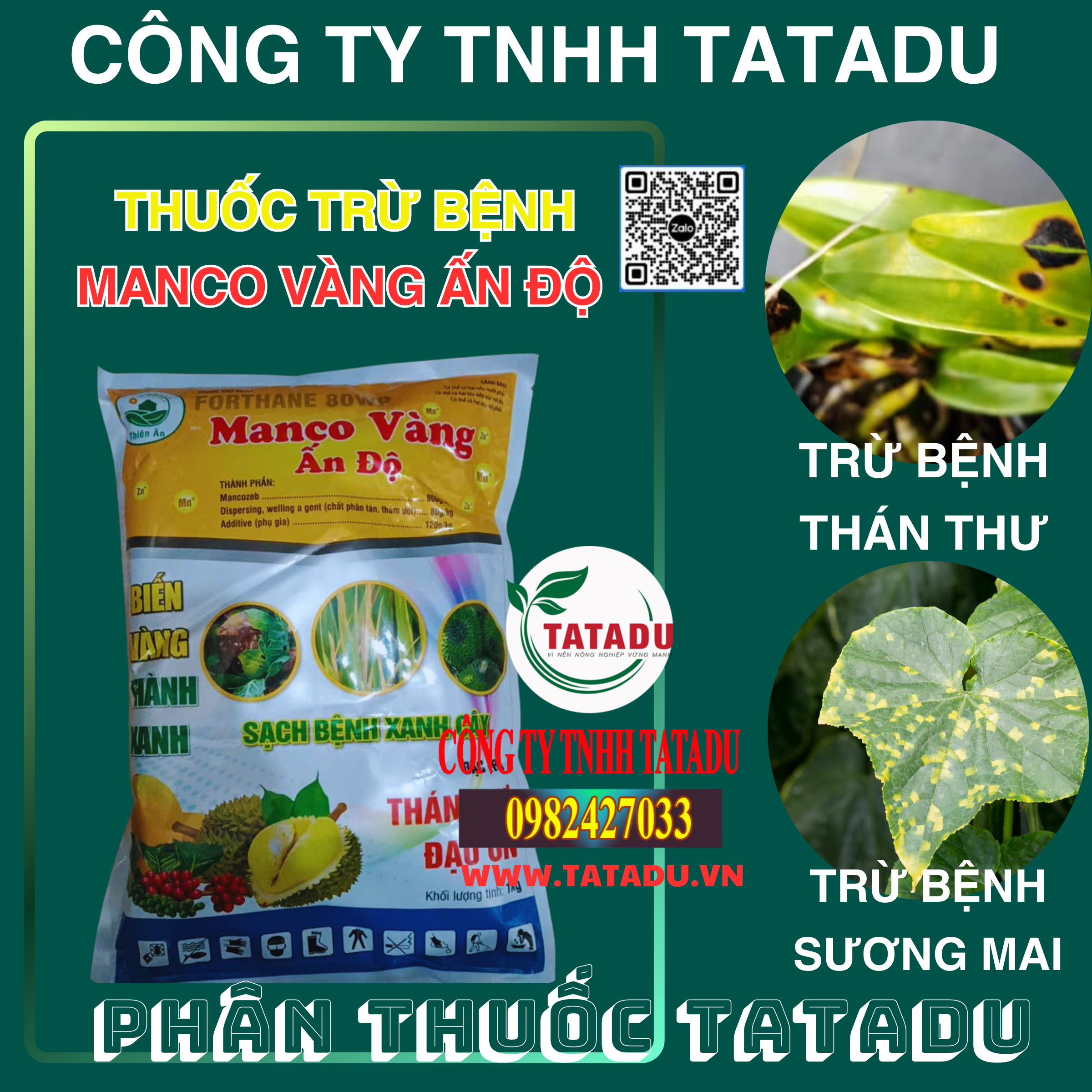 MANCO VANG AN DO TRU BENH THAN THU SUONG MAI MANCO VANG AN DO TRU BENH THAN THU SUONG MAI