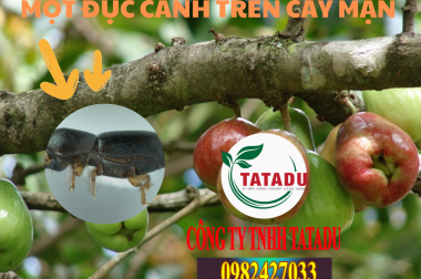 MỌT ĐỤC CÀNH TRÊN CÂY MẬN VÀ BIỆN PHÁP PHÒNG TRỪ