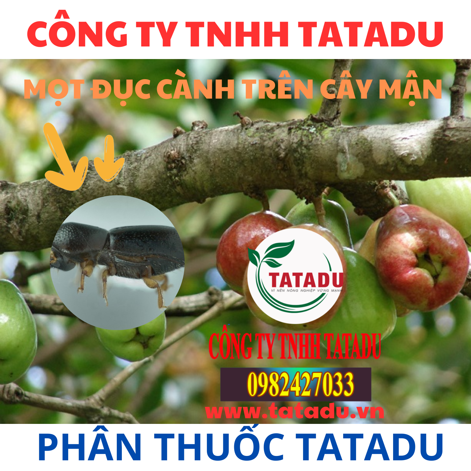 MOT DUC CANH TREN CAY MAN MOT DUC CANH TREN CAY MAN