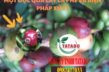 MỌT ĐỤC QUẢ CÂY CÀ PHÊ VÀ BIỆN PHÁP XỬ LÝ