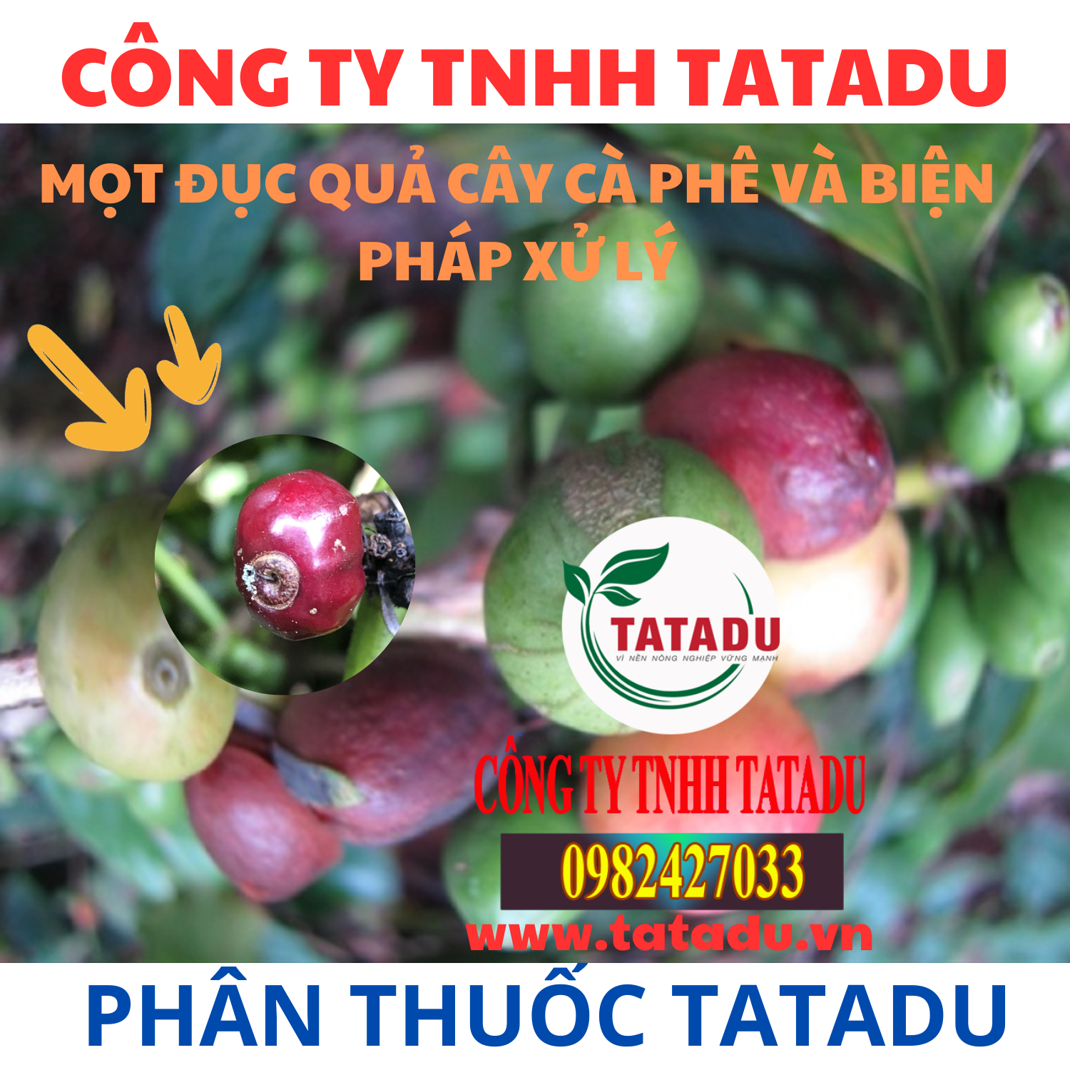 MOT DUC QUA CAY CA PHE VA BIEN PHAP XU LY