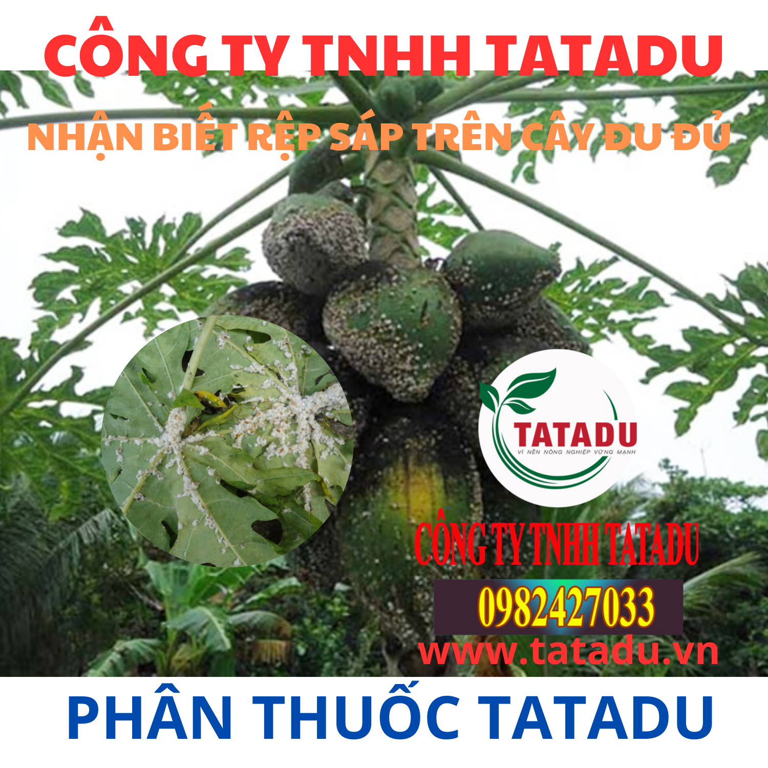 NHAN BIET REP SAP TREN CAY DU DU