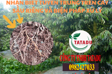 NHẬN BIẾT TUYẾN TRÙNG TRÊN CÂY SẦU RIÊNG VÀ BIỆN PHÁP XỬ LÝ