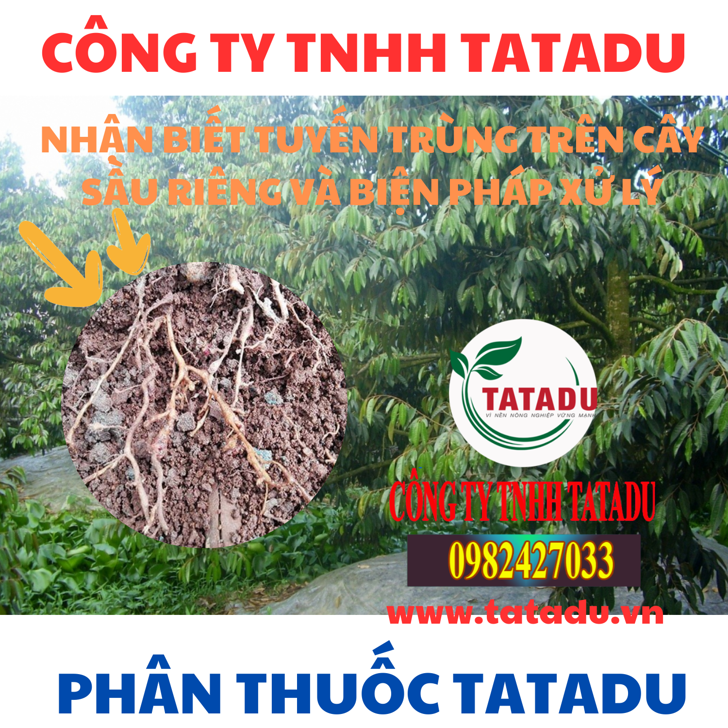 NHAN BIET TUYEN TRUNG TREN CAY SAU RIENG VA BIEN PHAP XU LY