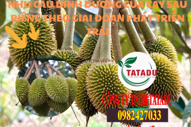 NHU CẦU DINH DƯỠNG CỦA CÂY SẦU RIÊNG THEO GIAI ĐOẠN PHÁT TRIỂN TRÁI
