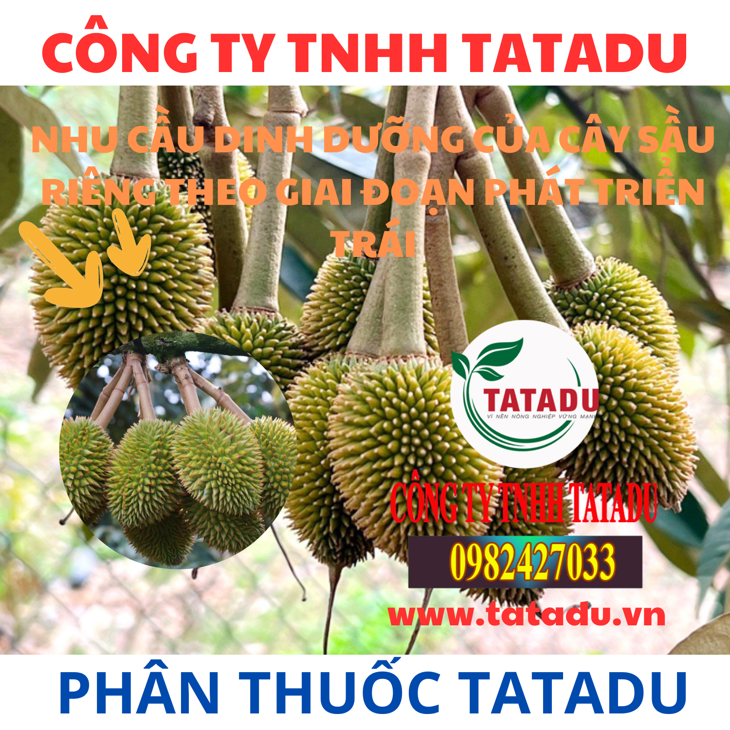 NHU CAU DINH DUONG CUA CAY SAU RIENG THEO GIAI DOAN PHAT TRIEN TRAI