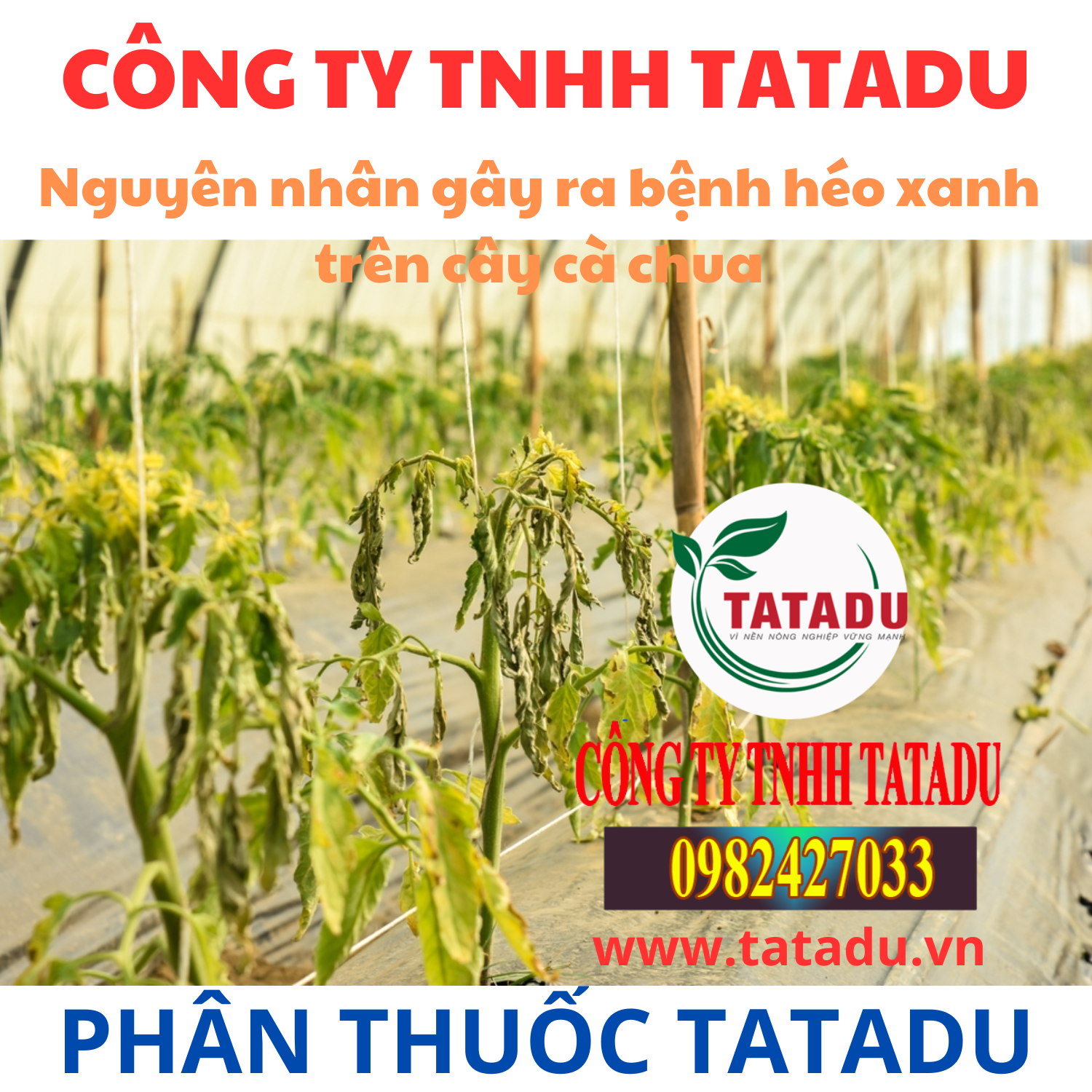 Nguyen nhan gay ra benh heo xanh tren cay ca chua