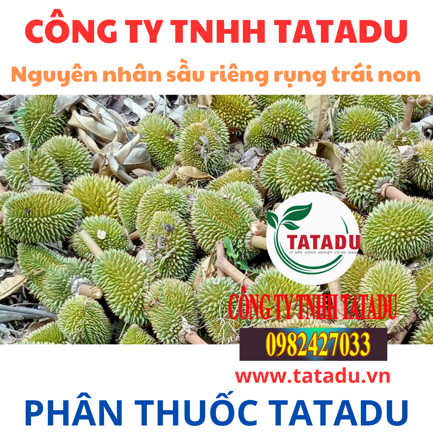 Nguyen nhan sau rieng rung trai non Nguyen nhan sau rieng rung trai non