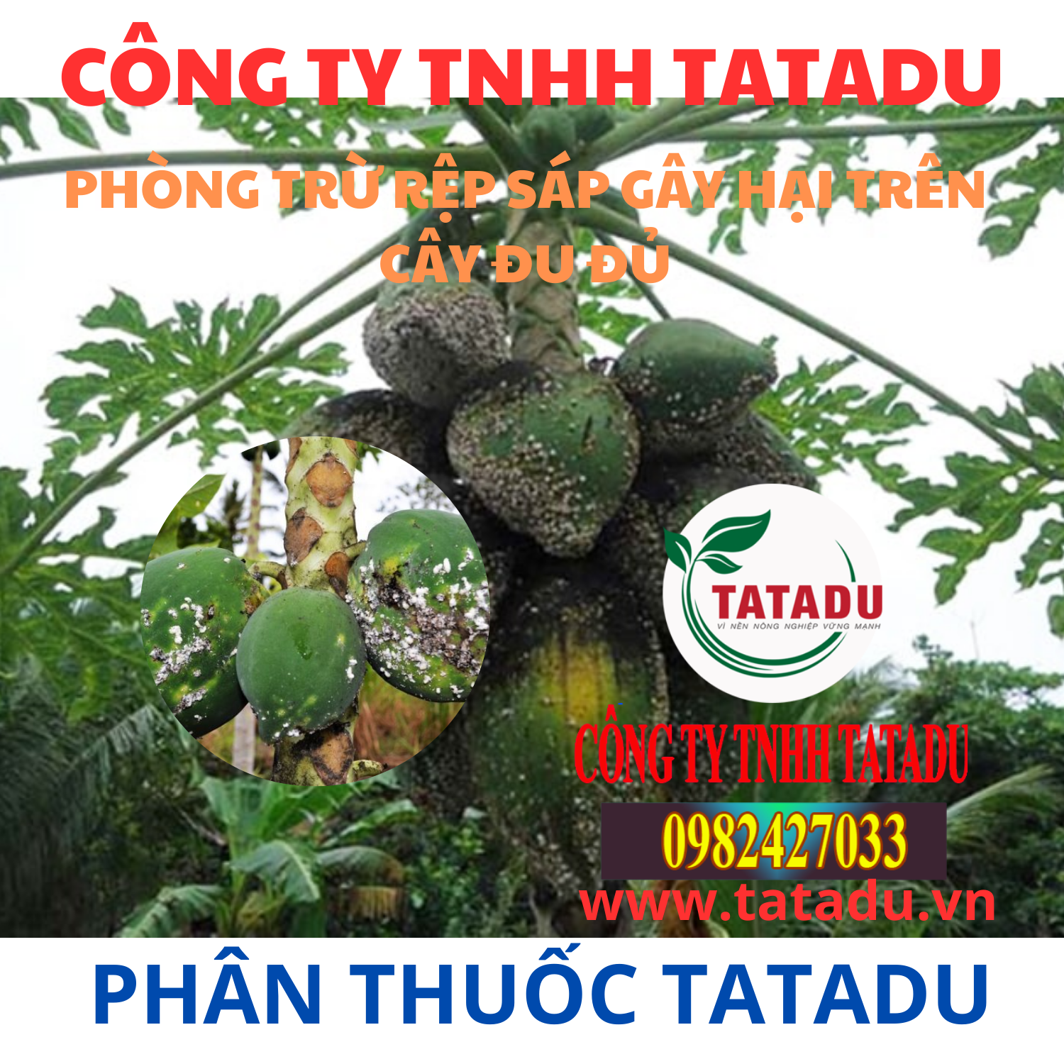 PHONG TRU REP SAP GAY HAI TREN CAY DU DU