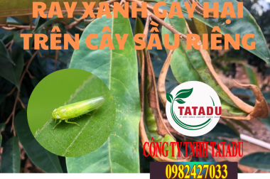 RẦY XANH GÂY HẠI TRÊN CÂY SẦU RIÊNG, BIỆN PHÁP XỬ LÝ