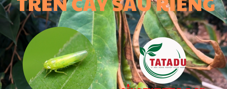 RAY XANH GAY HAI TREN CAY SAU RIENG