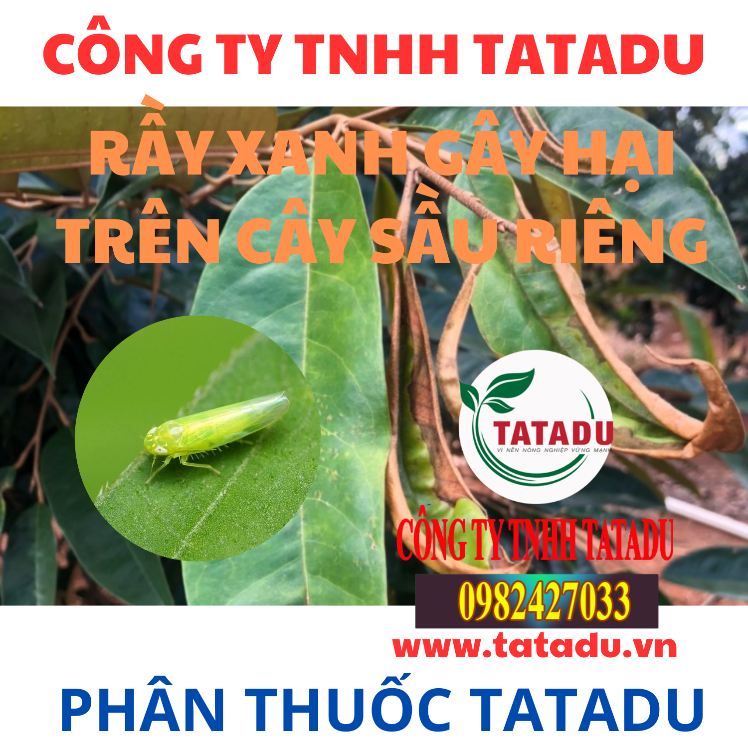 RAY XANH GAY HAI TREN CAY SAU RIENG